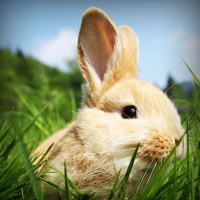 /album/gorxyacerre/photolia-a03-jpg/